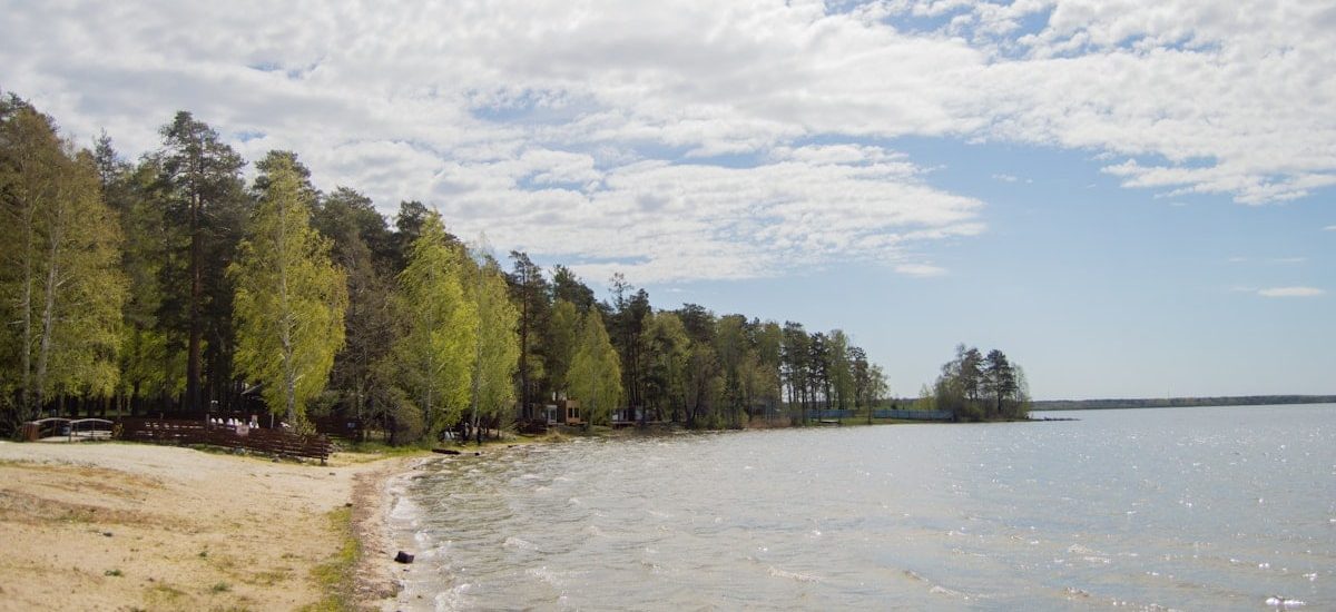 A beach with trees and a body of water